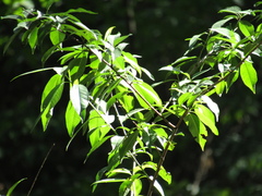 Prunus persica persica