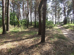 Prunus persica persica