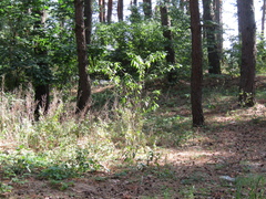 Prunus persica persica