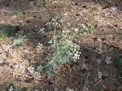 Seseli arenarium