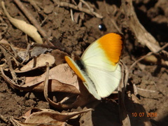 Colotis auxo