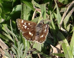 Spialia