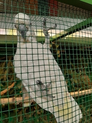 Cacatua alba