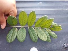 Lonchocarpus rugosus