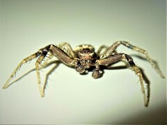 Xysticus thessalicoides