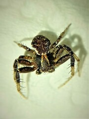 Xysticus thessalicoides