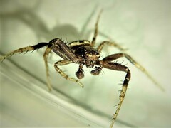 Xysticus thessalicoides