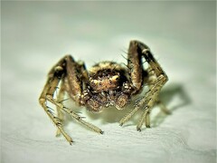 Xysticus thessalicoides