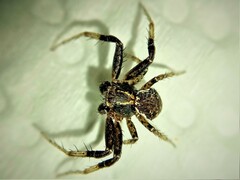 Xysticus thessalicoides