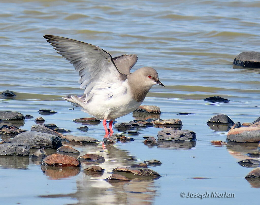 Magellanic Plovers