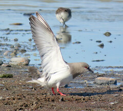 Magellanic Plover photo 5