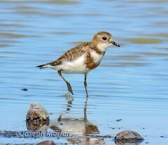 Charadrius falklandicus