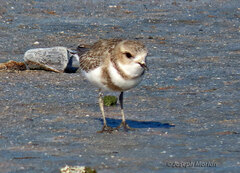 Charadrius falklandicus