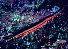 Dunckerocampus baldwini