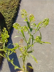 Lepidium densiflorum