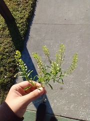 Lepidium densiflorum