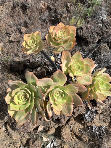 Aeonium valverdense