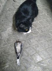 Streptopelia senegalensis