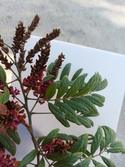 Lonchocarpus rugosus