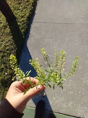 Lepidium densiflorum