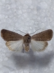 Caradrina flavirena