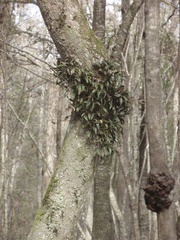 Epidendrum conopseum