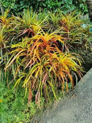Codiaeum variegatum