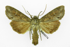 Polia bombycina