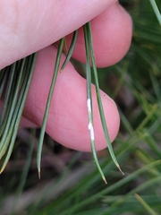 Chionaspis pinifoliae