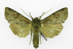 Polia bombycina
