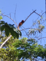 Leontopithecus rosalia