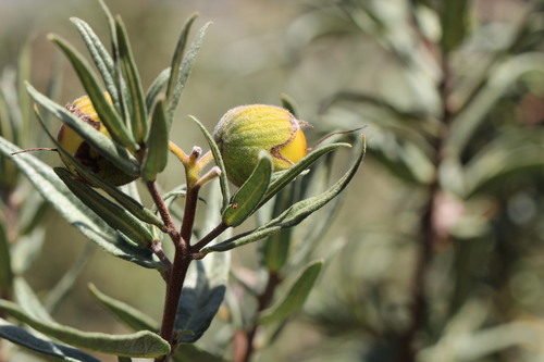 Cordia decandra (Cordia decandra)