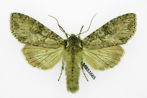 Pilkasis pelėdgalvis nuotrauka