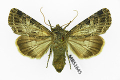 Sideridis reticulata