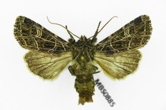 Sideridis reticulata