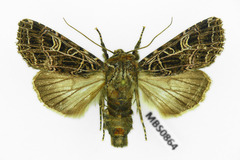 Sideridis reticulata