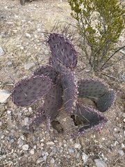 Opuntia azurea