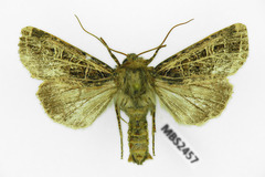 Sideridis reticulata
