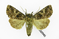 Sideridis rivularis