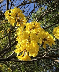 Handroanthus