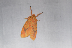 Barsine striata