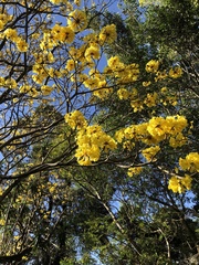 Handroanthus