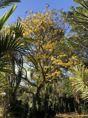 Handroanthus