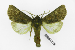 Tholera cespitis