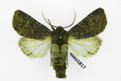 Tholera cespitis