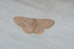 Idaea ptyonopoda