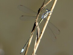 Lestes plagiatus