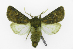 Tholera cespitis