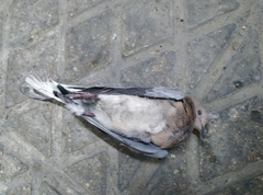 Streptopelia senegalensis