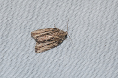 Etanna breviuscula